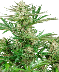 Malibu OG Gold Feminised Seeds