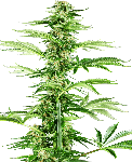 Honey Melon Haze Feminised Seeds