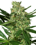 Pumpkin Spice Feminised Seeds