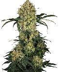 Aloha OG Feminised Seeds
