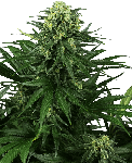 Honey Melon Kush Feminised Seeds