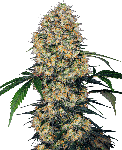 Sensi Amnesia XXL Auto Féminisée Graines