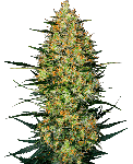 Caramellow Kush Auto Feminisiert Samen