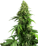 Honey Melon Kush Auto Feminised Seeds