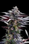 Pink Sunset Feminised Seeds