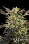 Pink Sunset Auto Feminised Seeds