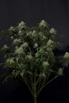 Gorilla Cookies Schnell Feminisiert Samen