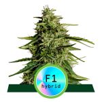 Milky Way F1 Auto Feminisiert Samen