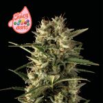 Juicy Zkittlez Auto Feminized Seeds