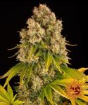 Cheese Auto Feminisiert Samen
