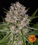 Lemon Haze Auto Feminisiert Samen