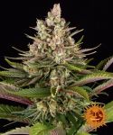 Sour Strawberry Feminizowane Nasiona