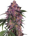 Sensi Purple Kush Feminisiert Samen