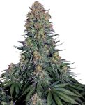 Blue Skunk Feminisiert Samen
