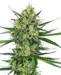 Tangerine Sugar Feminised Seeds