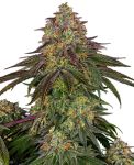 Sweet Cherry Kush Feminisiert Samen