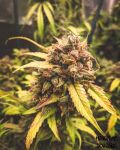 Bear Assed Monkey Auto Feminised Seeds