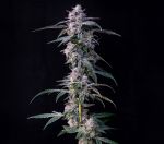 10Gs Feminized Seeds