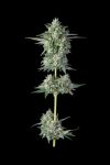 Wingsuit Feminized Seeds