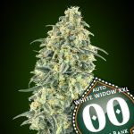 White Widow XXL Auto Feminizowane Nasiona
