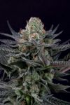 Caramba Feminised Seeds