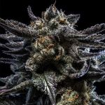 Zombie Kush Auto Feminised Seeds