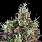 Sour Ripper Auto Feminised Seeds