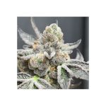 Radical Juice Auto Feminisiert Samen