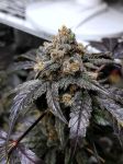 Ravenberry Auto Feminised Seeds