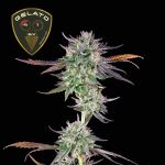 Gelato 41 BX Feminizowany Nasiona