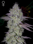 Tarte Tatin Feminized Seeds