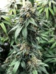 Indiana Bubble Gum BX Feminized Seeds