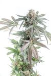Gorilla Cookies Cake Auto Feminised Seeds