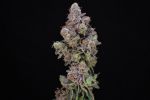 Blueberry Swirl Feminized Seeds