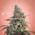 Canna-Cheese CBD 1:1 Auto Feminisiert Samen