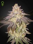 Black Toffee Auto Feminized Seeds