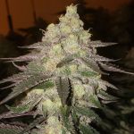 Banana Daddy RBX2 Auto Feminizowane Nasiona
