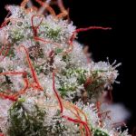 Peach Crescendo RF3 Auto Feminisiert Samen