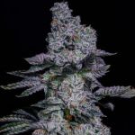 Pineapple Runtz Auto Feminisiert Samen