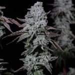 Banana Daddy IBL Auto Feminisiert Samen