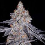 Banana Daddy R1 Feminized Seeds