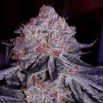 Cherry Gar-See-Ya R1 Feminizowane Nasiona