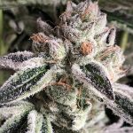 Crescendo RBX1 Feminized Seeds
