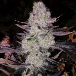 Grape Diamonds R2 Feminisiert Samen