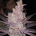Orange Kush Cake R1 Feminized Seeds