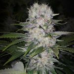 Skunk Hero RBX1 Feminizowane Nasiona
