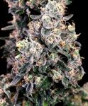 Peanut Butter Bomb Fast Feminized Seeds