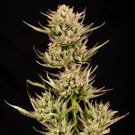 Cookie Apple OG F1 Auto Feminised Seeds