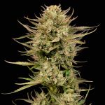 Cherry Punch F1 Feminisiert Saatgut