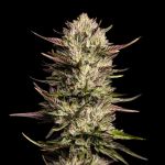 Purple Oreoz F1 Feminizowany Nasiona